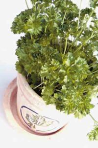 Natural Remedies for a Healthy Bladder Image
